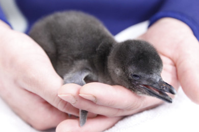 5月5日に生まれたペンギンの赤ちゃん 東京スカイツリータウン にある すみだ水族館 公式