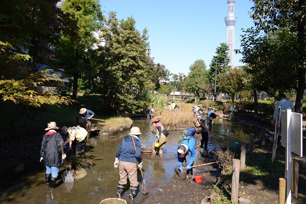 墨田区の「かいぼり」に参加しました！  東京スカイツリータウン®に 